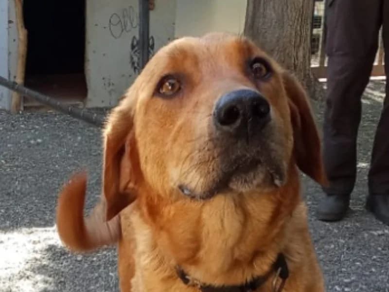 Panama, female 6yo Mixed Breed for adoption at SPA Millau, Millau