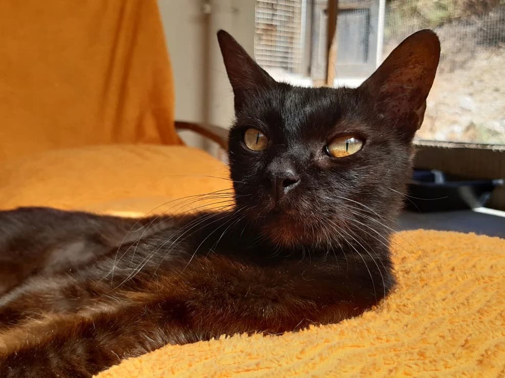 Bilinga, female senior Mixed Breed for adoption at SPA Millau, Millau