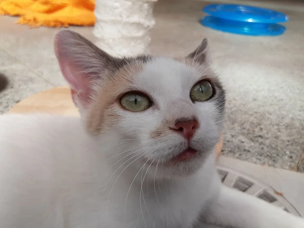 Mirabelle, female young mixed breed for adoption at SPA Millau, Millau