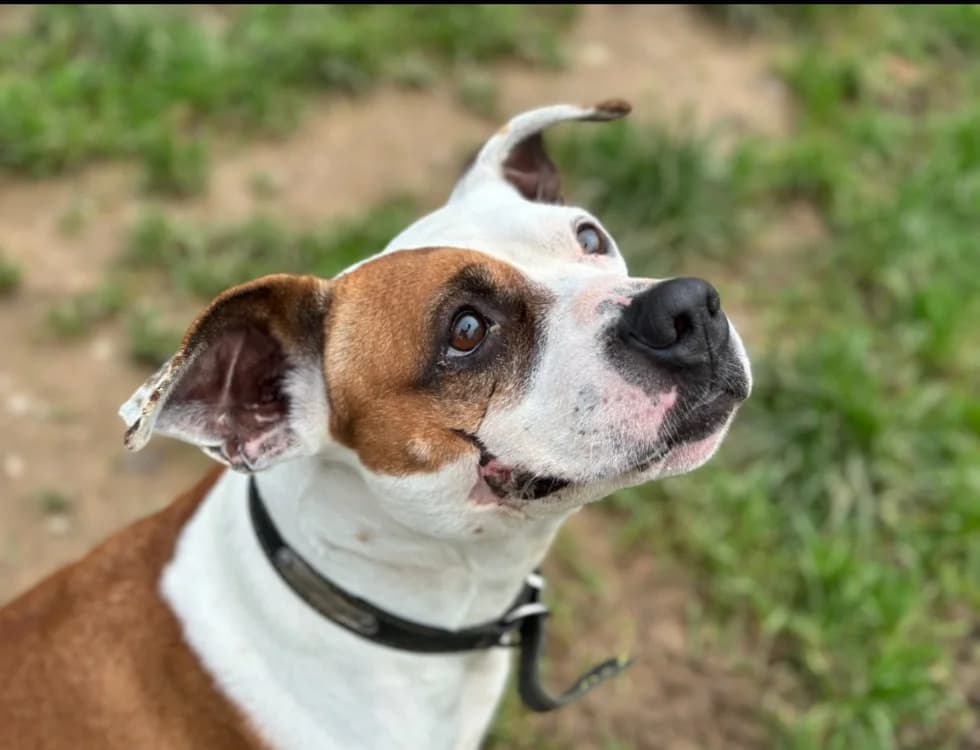 PERLE, female 6yo American Staffordshire Terrier for adoption at SPA Millau, Millau