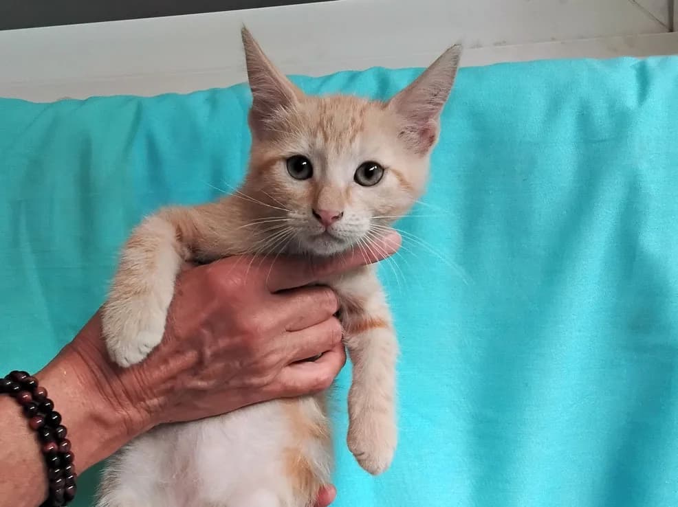Betterave, female Mixed Breed for adoption at SPA Millau, Millau