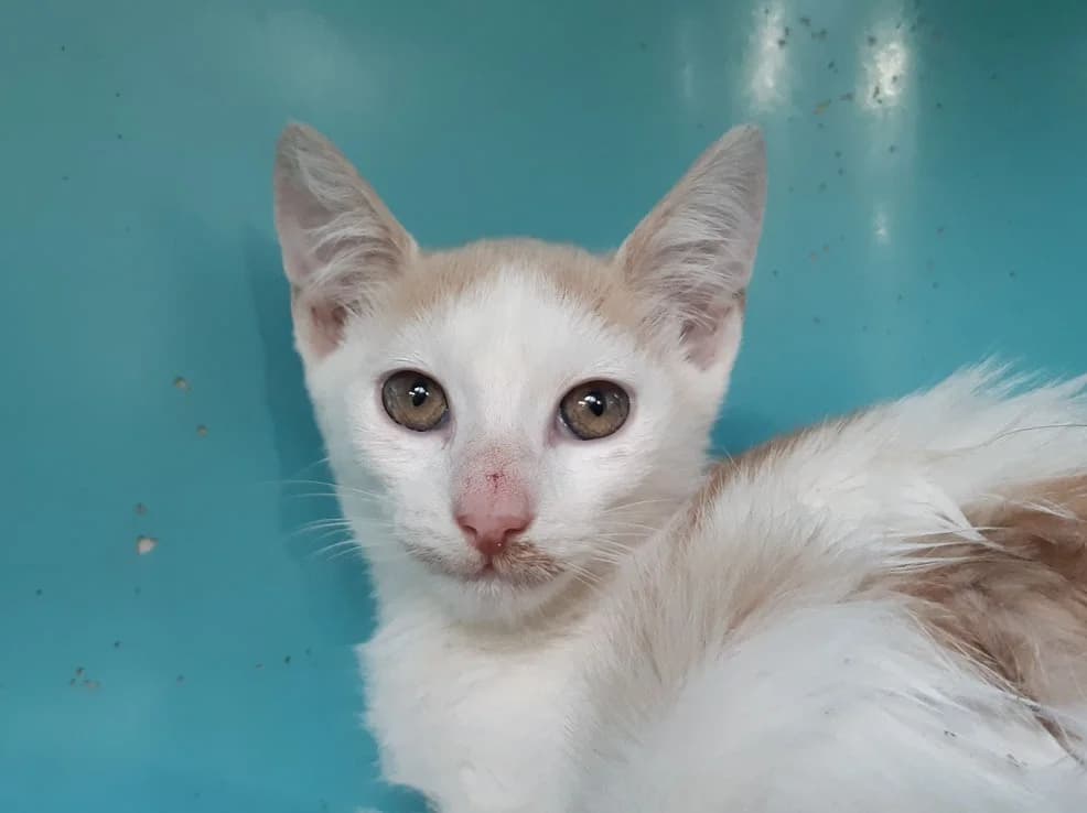 Colt, male Mixed Breed for adoption at SPA Millau, Millau