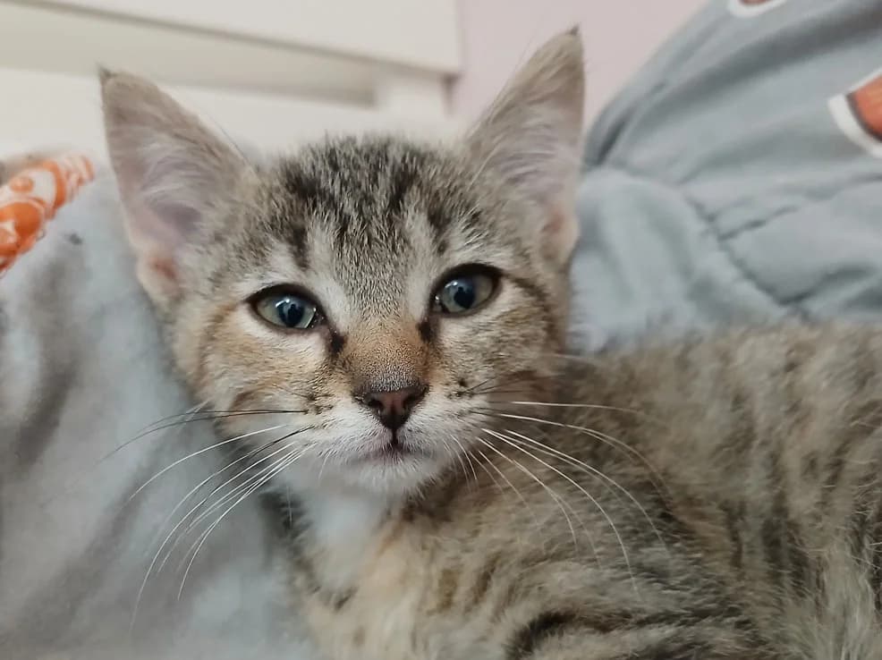 Sakura, female Mixed Breed for adoption at SPA Millau, Millau