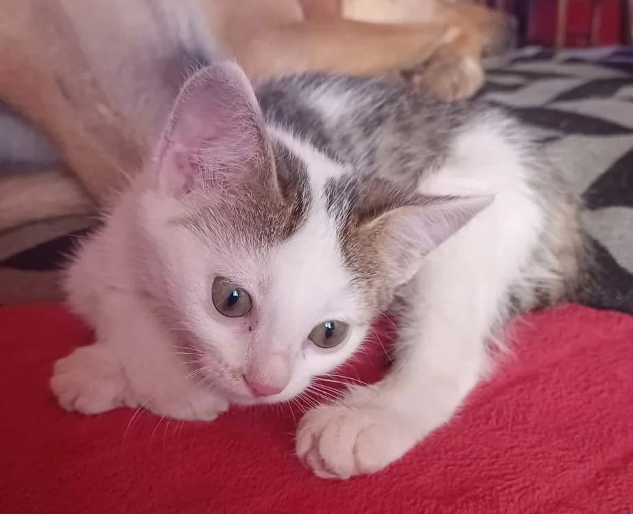 Fanfare, female Mixed Breed for adoption at SPA Millau, Millau