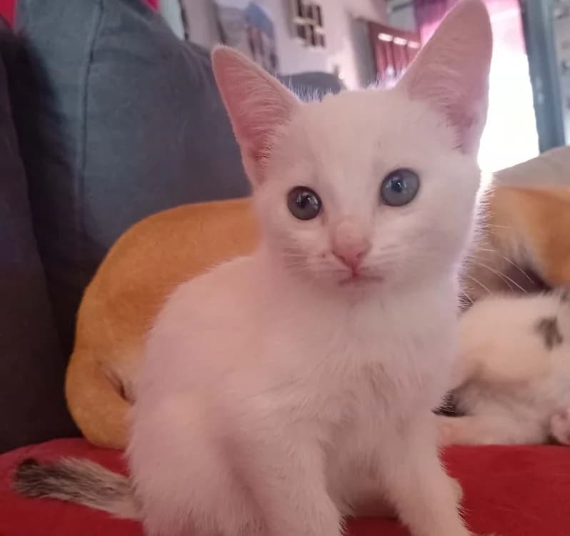 Fantaisy, female Mixed Breed for adoption at SPA Millau, Millau