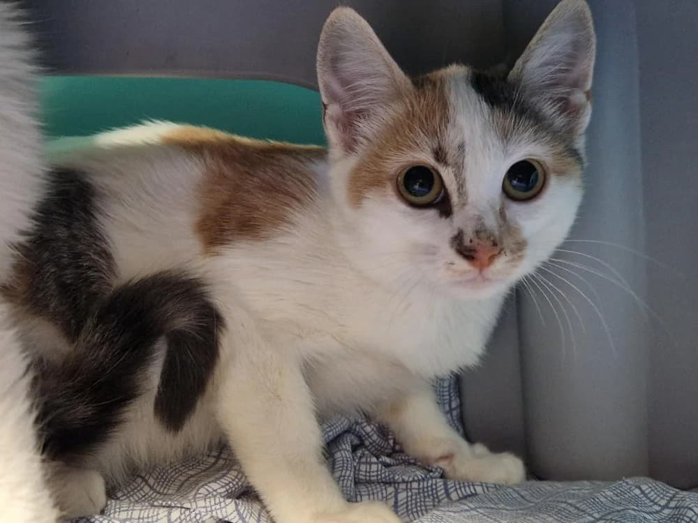 Parma, female Mixed Breed for adoption at SPA Millau, Millau