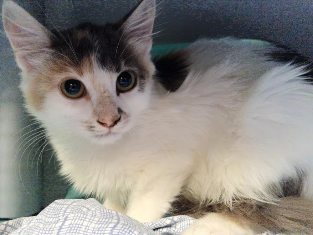 Pelta, female Mixed Breed for adoption at SPA Millau, Millau