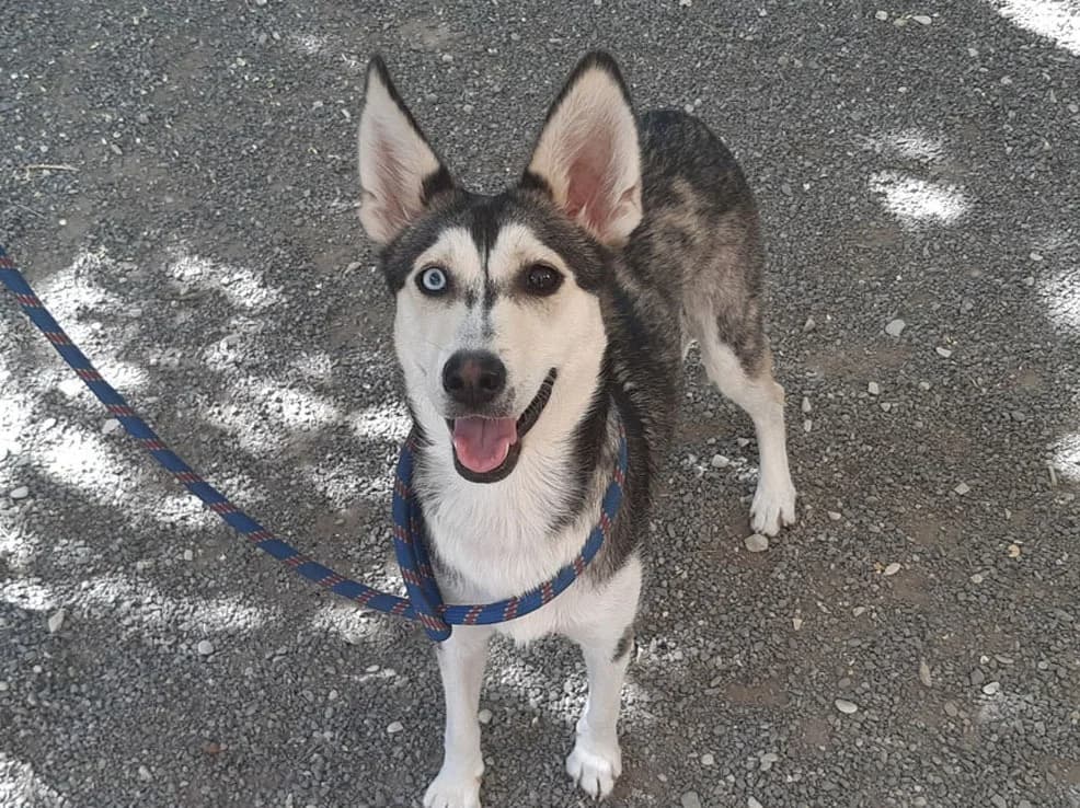 Roxy, female young Mixed Breed for adoption at SPA Millau, Millau