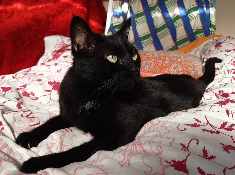 Milo, male 3yo mixed breed for adoption at SPA Millau, Millau
