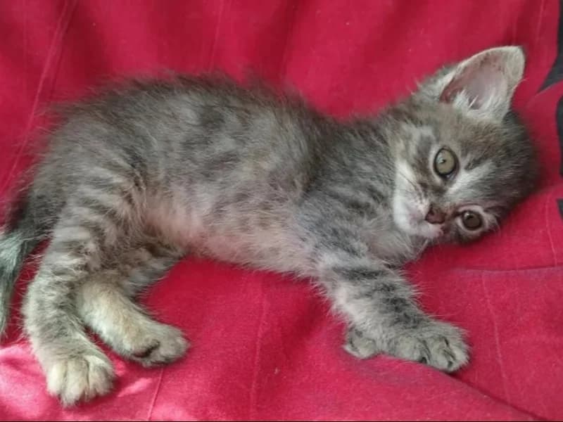 Rhapsodie, male puppy Mixed Breed for adoption at SPA Millau, Millau