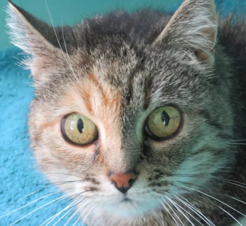 HOUPI, female senior Mixed Breed for adoption at SPA Mirepoix, Mirepoix