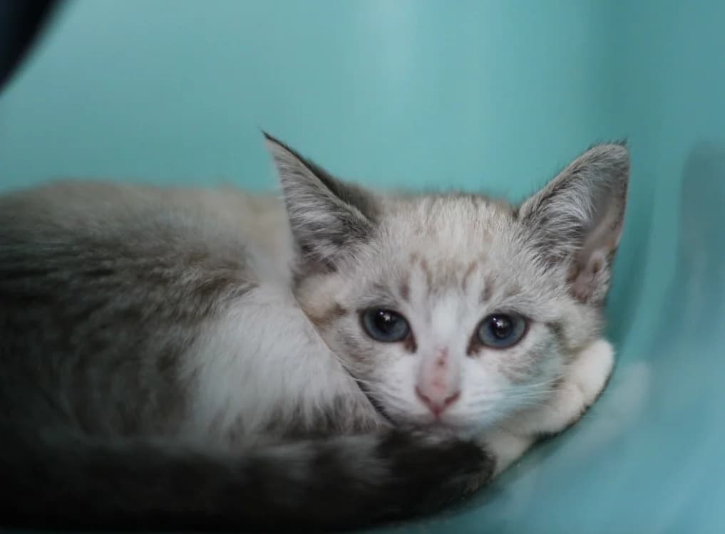 MIA, female mixed breed for adoption at SPA Mirepoix, Mirepoix