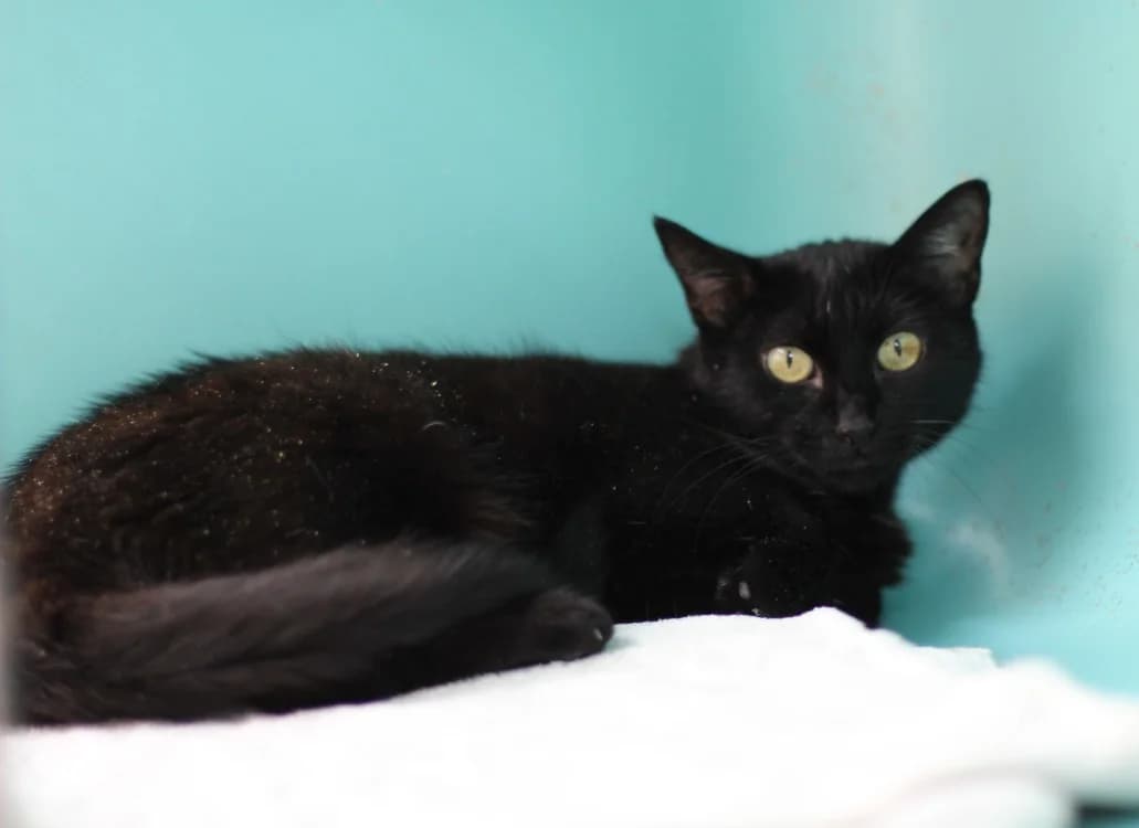 BAGHEERA, female senior mixed breed for adoption at SPA Mirepoix, Mirepoix