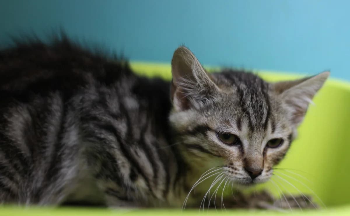 GIBBS, male Mixed Breed for adoption at SPA Mirepoix, Mirepoix