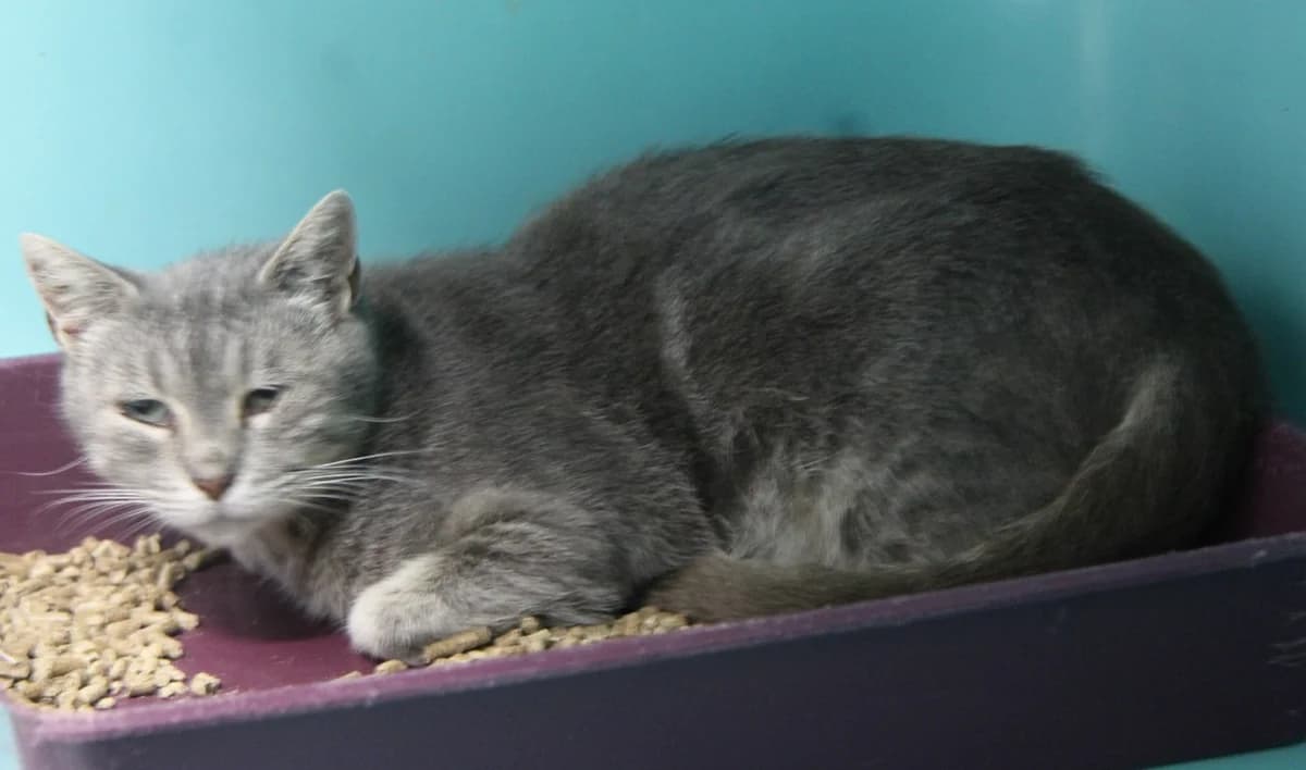 GARGOUILLE, female Mixed Breed for adoption at SPA Mirepoix, Mirepoix