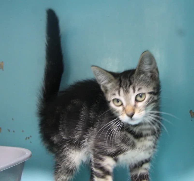 REMY, male Mixed Breed for adoption at SPA Mirepoix, Mirepoix