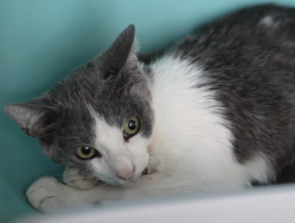 CYRUS, male Mixed Breed for adoption at SPA Mirepoix, Mirepoix