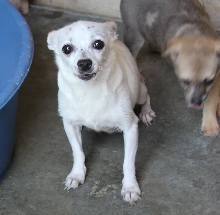 MAA 3651, female 6yo Mixed Breed for adoption at SPA Mirepoix, Mirepoix