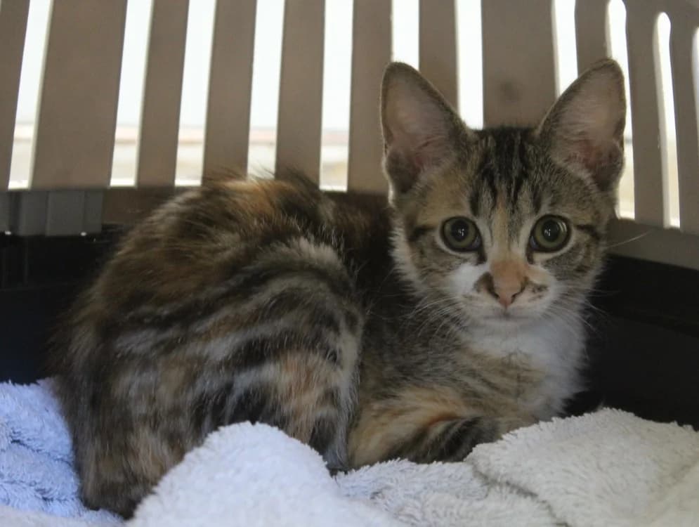 HERMIONE, female Mixed Breed for adoption at SPA Mirepoix, Mirepoix