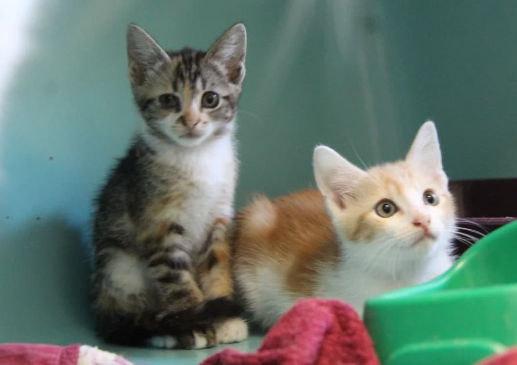 MAC 4544, male Mixed Breed for adoption at SPA Mirepoix, Mirepoix