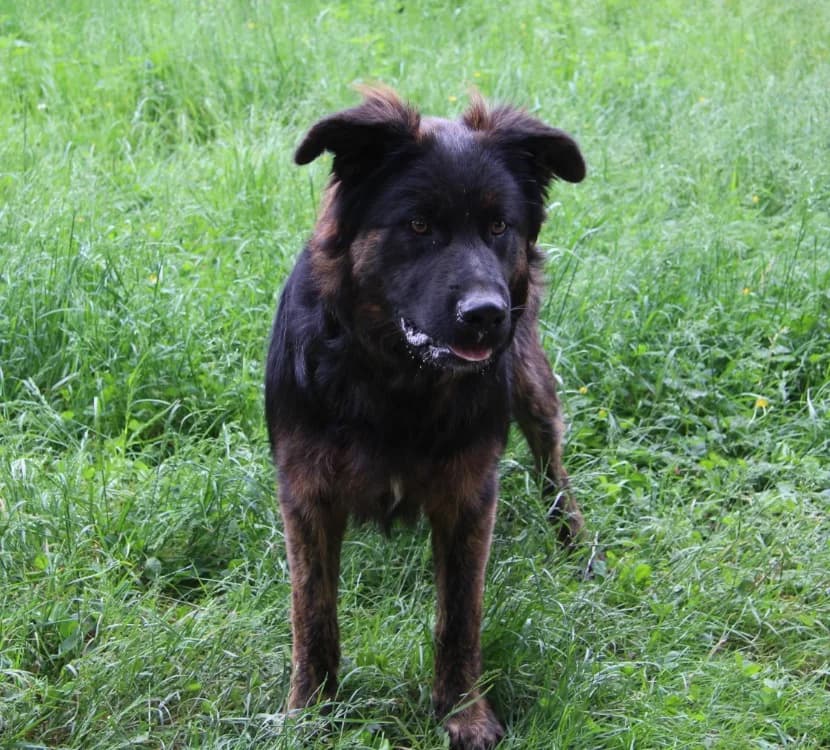 ASTON, male young Labrador Retriever for adoption at SPA Mirepoix, Mirepoix