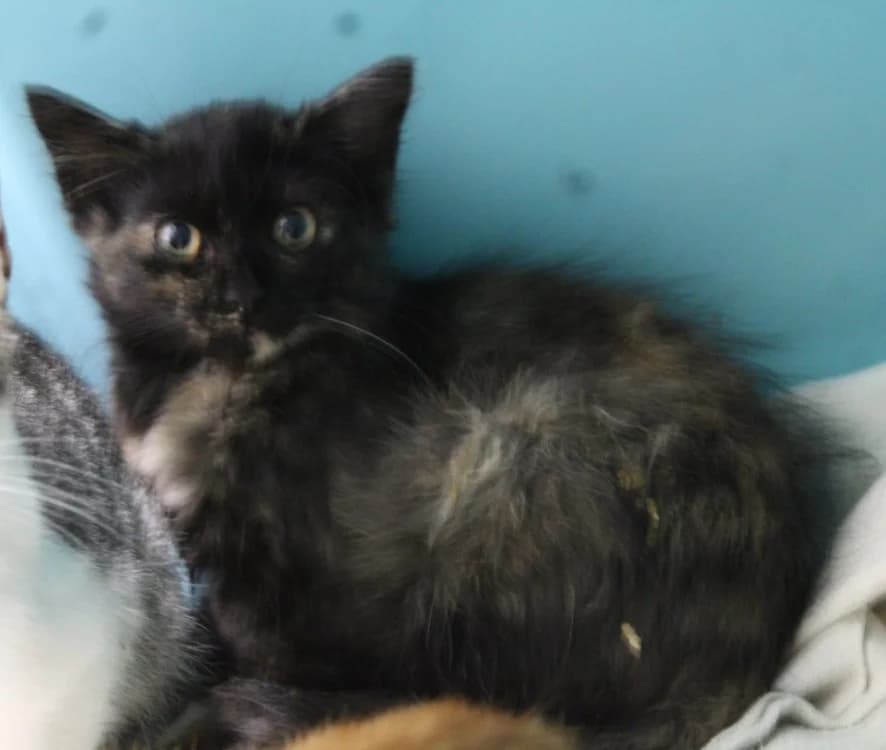 SAGA, female mixed breed for adoption at SPA Mirepoix, Mirepoix