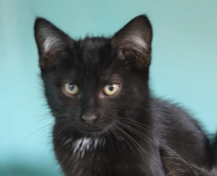KOJAK, male Mixed Breed for adoption at SPA Mirepoix, Mirepoix