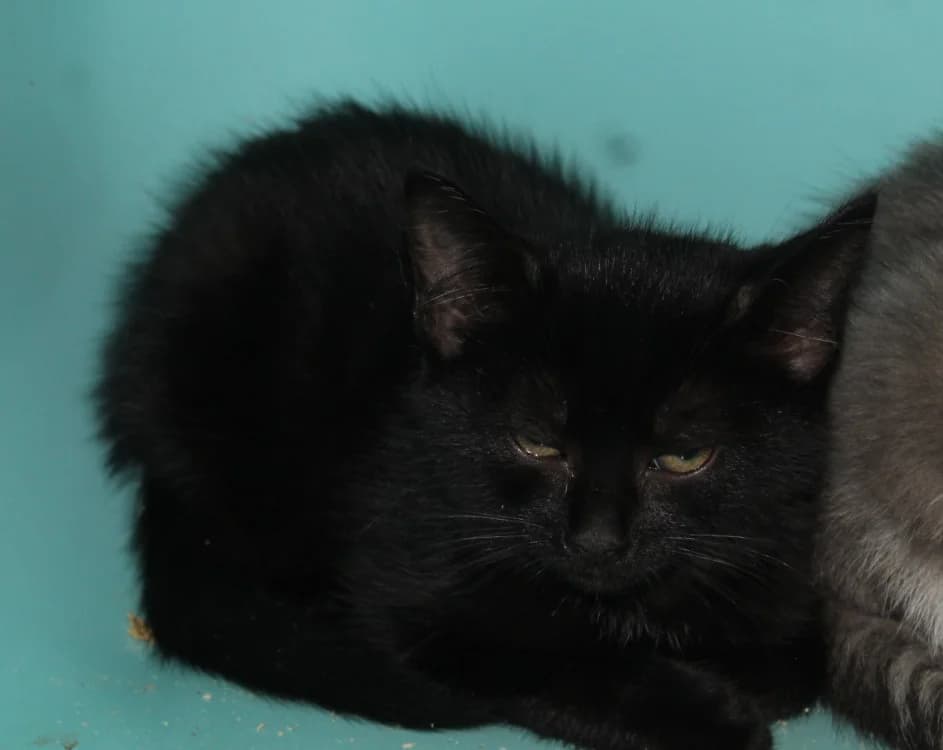 KISMI, male Mixed Breed for adoption at SPA Mirepoix, Mirepoix