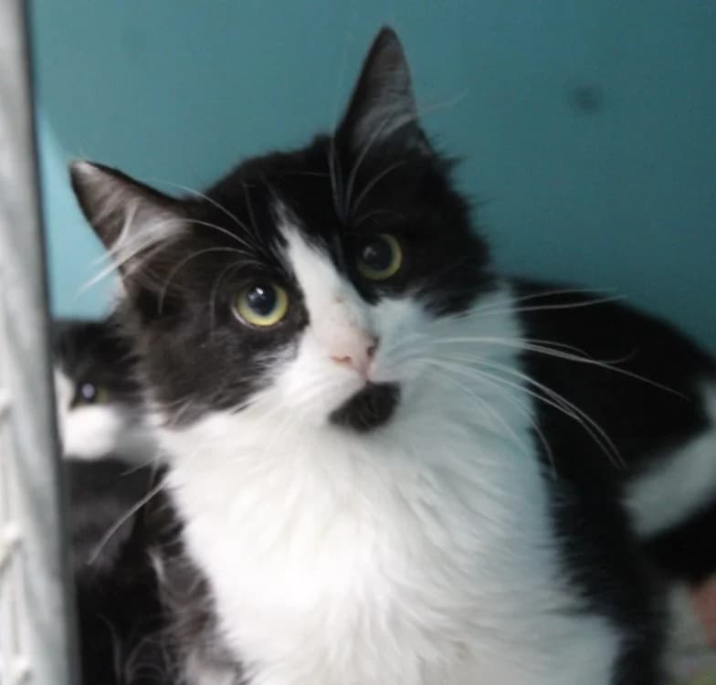 YAMA, female Mixed Breed for adoption at SPA Mirepoix, Mirepoix