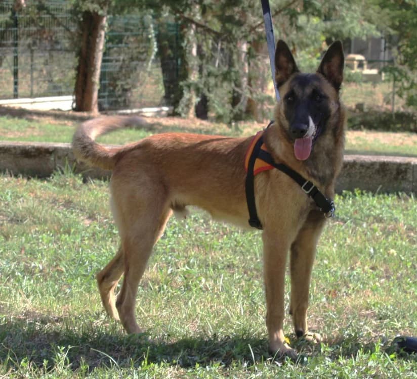 TEDDY, male 3yo Belgian Malinois for adoption at SPA Mirepoix, Mirepoix