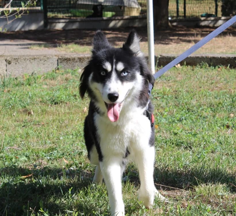 TOUFFU, female young Mixed Breed for adoption at SPA Mirepoix, Mirepoix