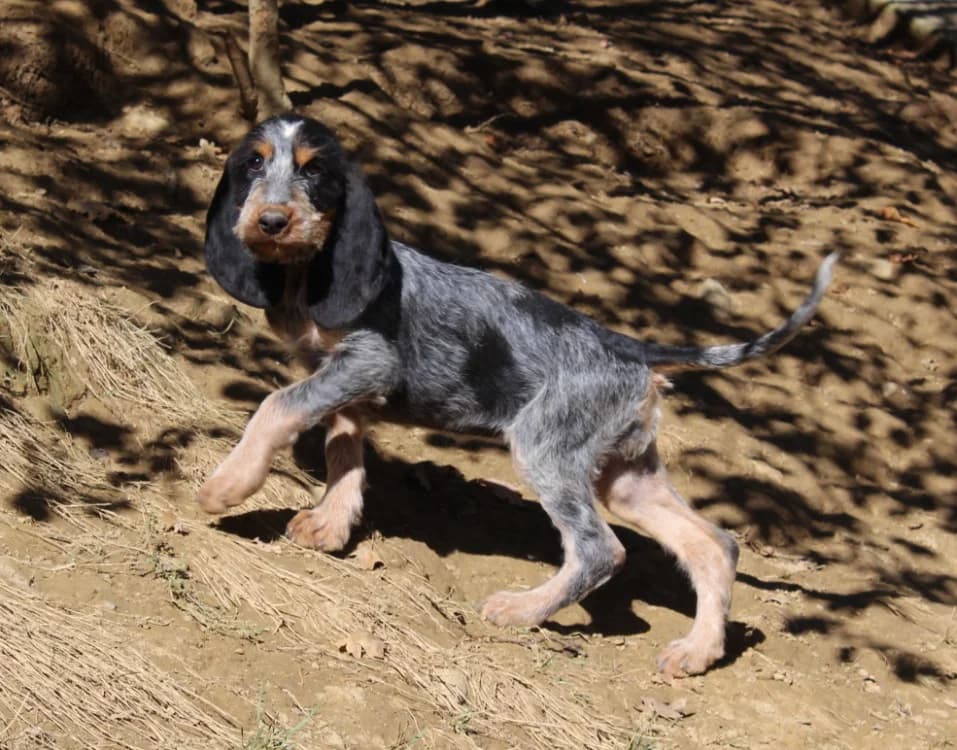 BENITA, male mixed breed for adoption at SPA Mirepoix, Mirepoix