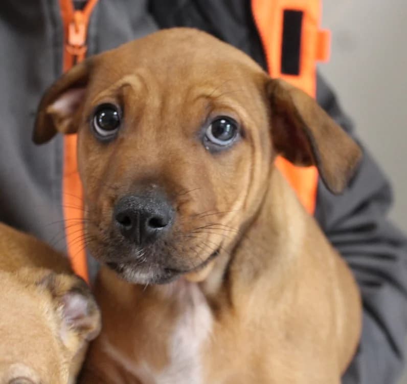 BOWIE, male Mixed Breed for adoption at SPA Mirepoix, Mirepoix