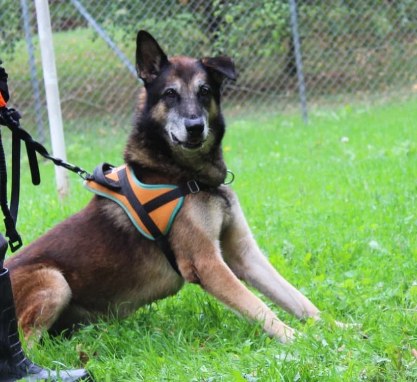 VOLT, male senior Mixed Breed for adoption at SPA Mirepoix, Mirepoix