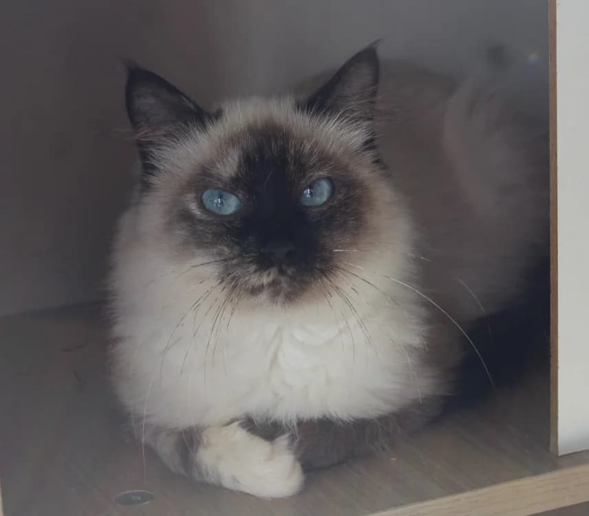 JASMINE, female 5yo Mixed Breed for adoption at SPA Mirepoix, Mirepoix