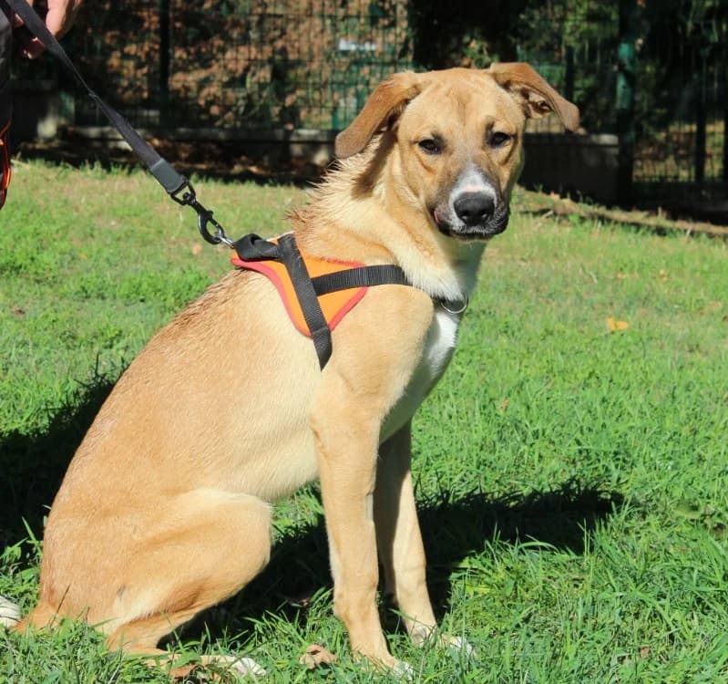 MAX, male Mixed Breed for adoption at SPA Mirepoix, Mirepoix