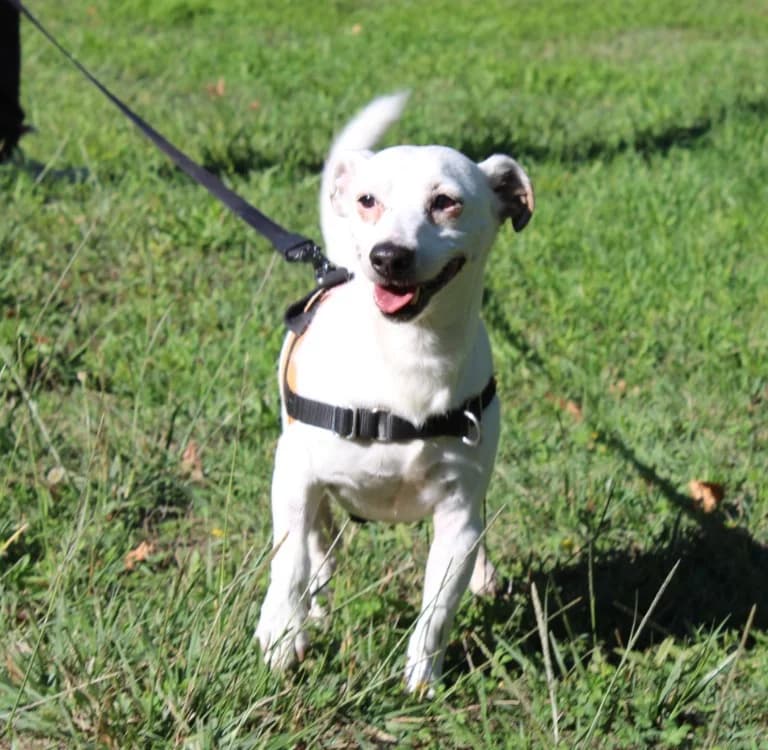 LUCKY, male senior Jack Russell Terrier for adoption at SPA Mirepoix, Mirepoix