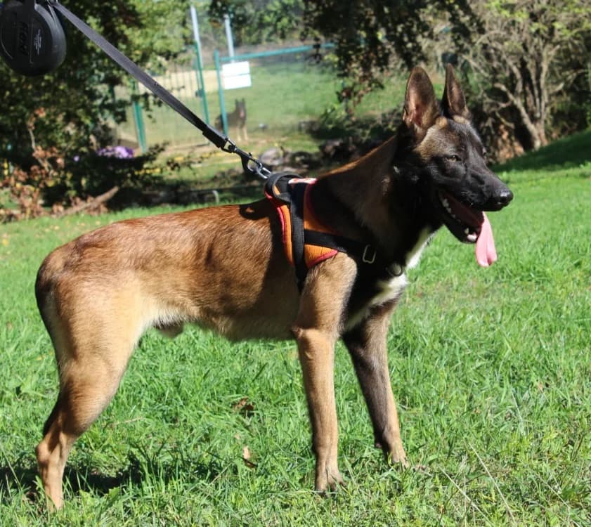 AXEL, male Belgian Malinois for adoption at SPA Mirepoix, Mirepoix