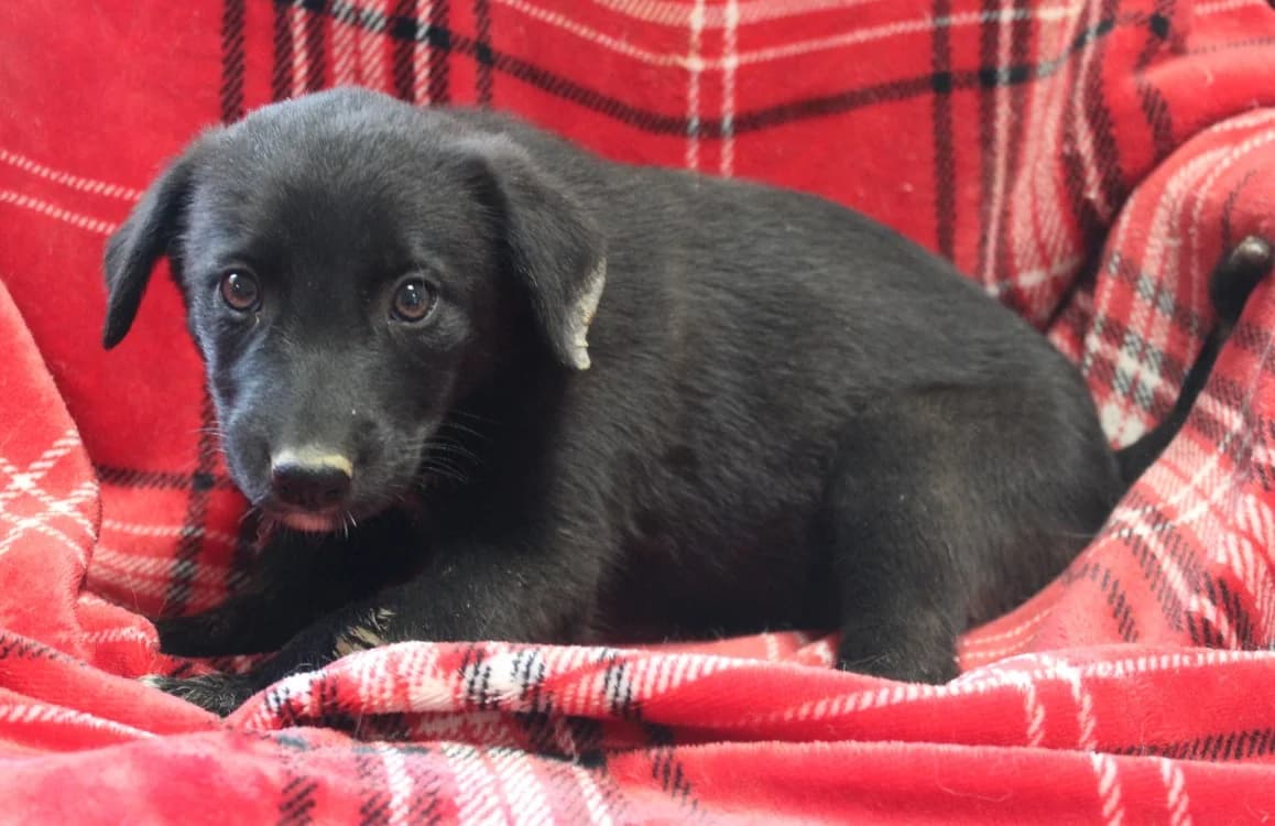 MAA 3736, female puppy Mixed Breed for adoption at SPA Mirepoix, Mirepoix