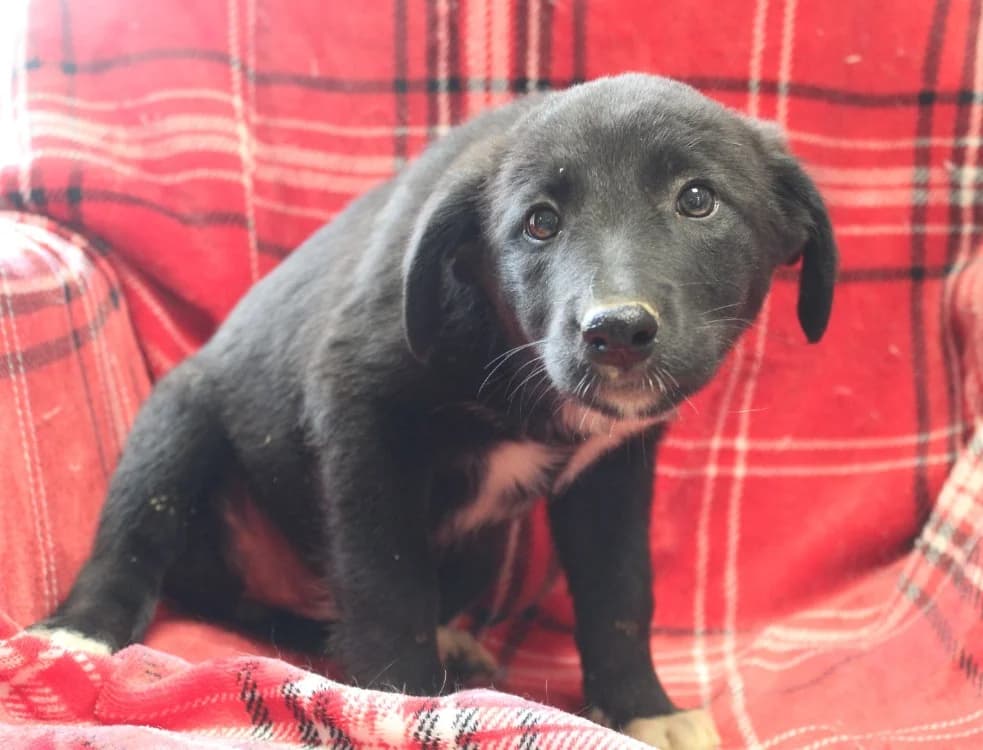 MAA 3737, female puppy Mixed Breed for adoption at SPA Mirepoix, Mirepoix