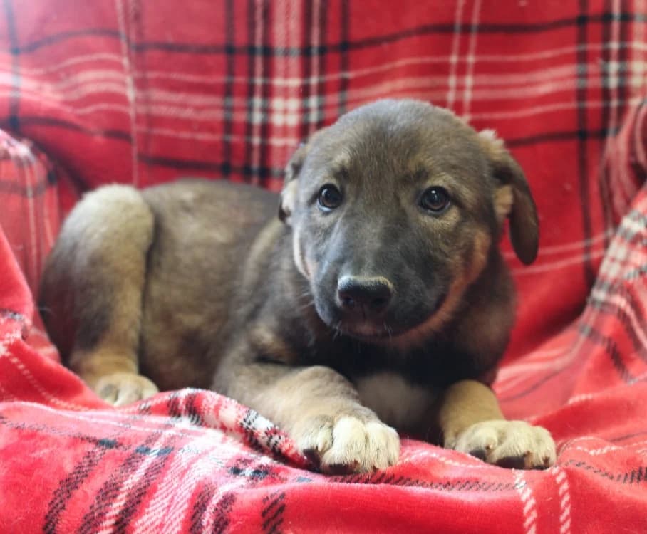 MAA 3738, male Mixed Breed for adoption at SPA Mirepoix, Mirepoix