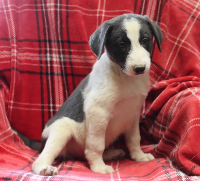 MAA 3739, male Mixed Breed for adoption at SPA Mirepoix, Mirepoix