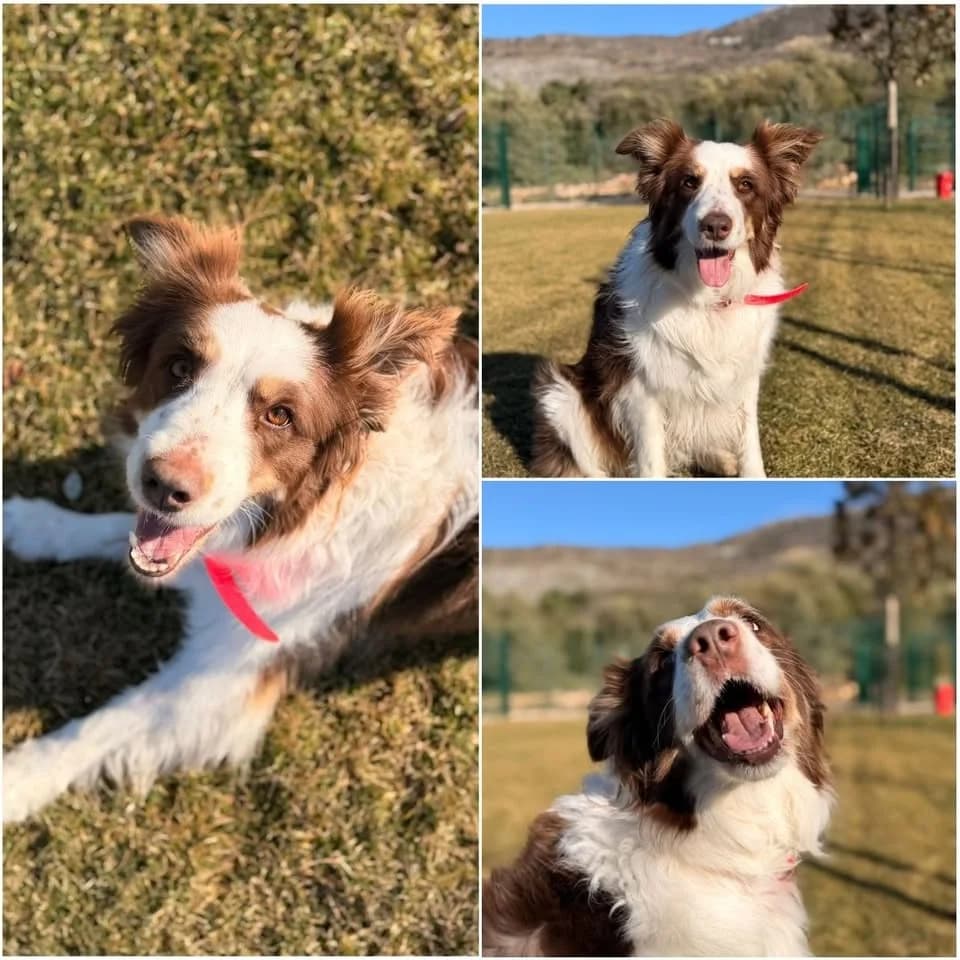 𝐑𝐔𝐁𝐘, blanc chocolat female 5yo Border Collie for adoption at Refuge l