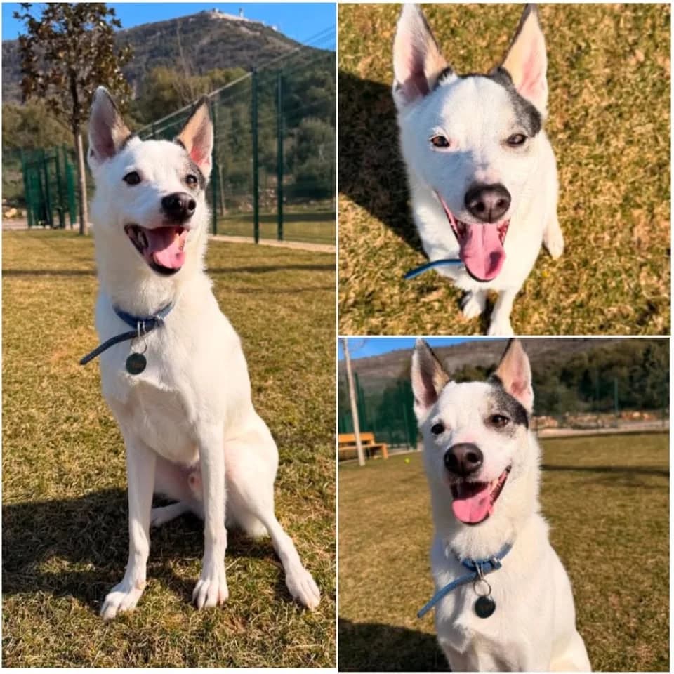 𝐓𝐀𝐎, Blanc et tâches noires Poil : Court ☑️ I male 3yo Border Collie for adoption at Refuge l
