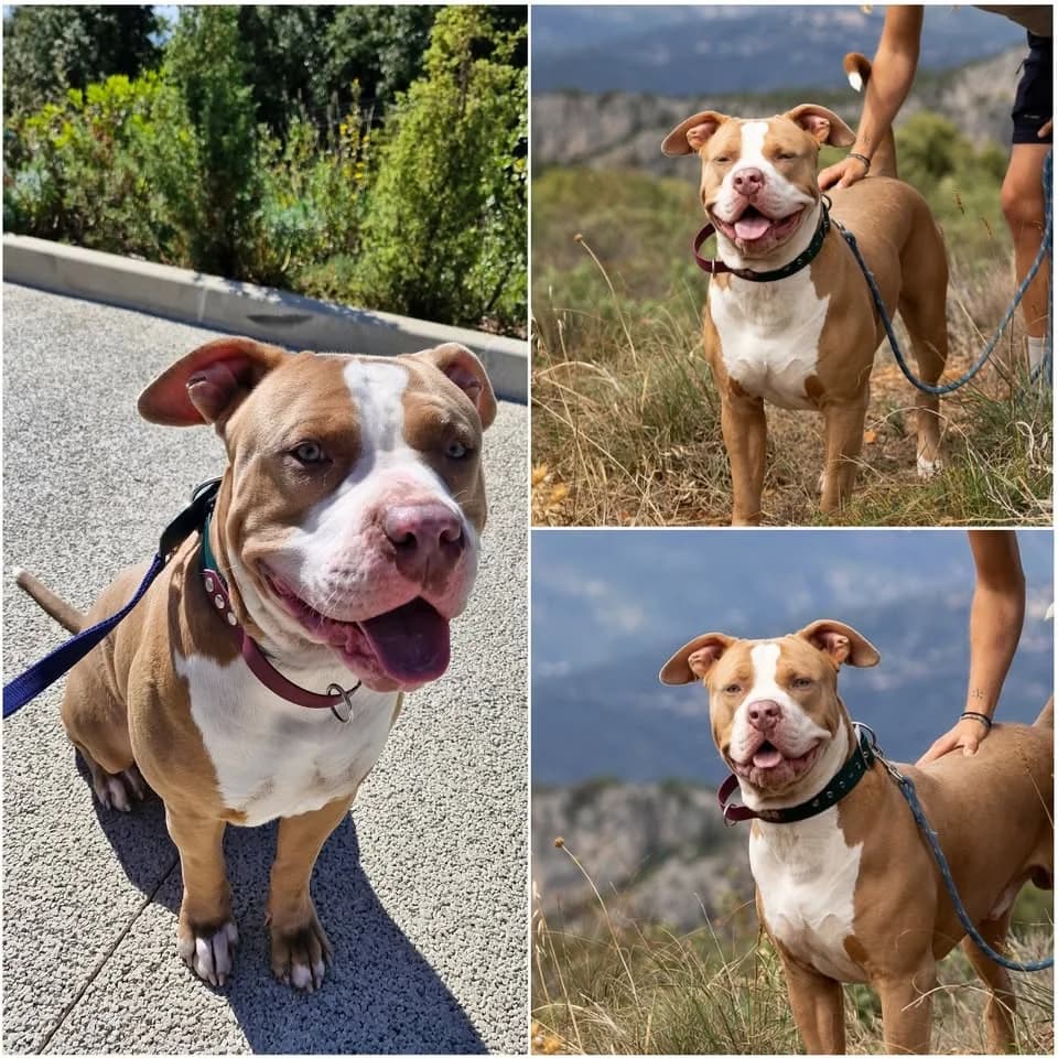 𝐏𝐎𝐏𝐏𝐘, Beige et blanc Poil : Court ☑️ Identifié male young American Bully for adoption at Refuge l