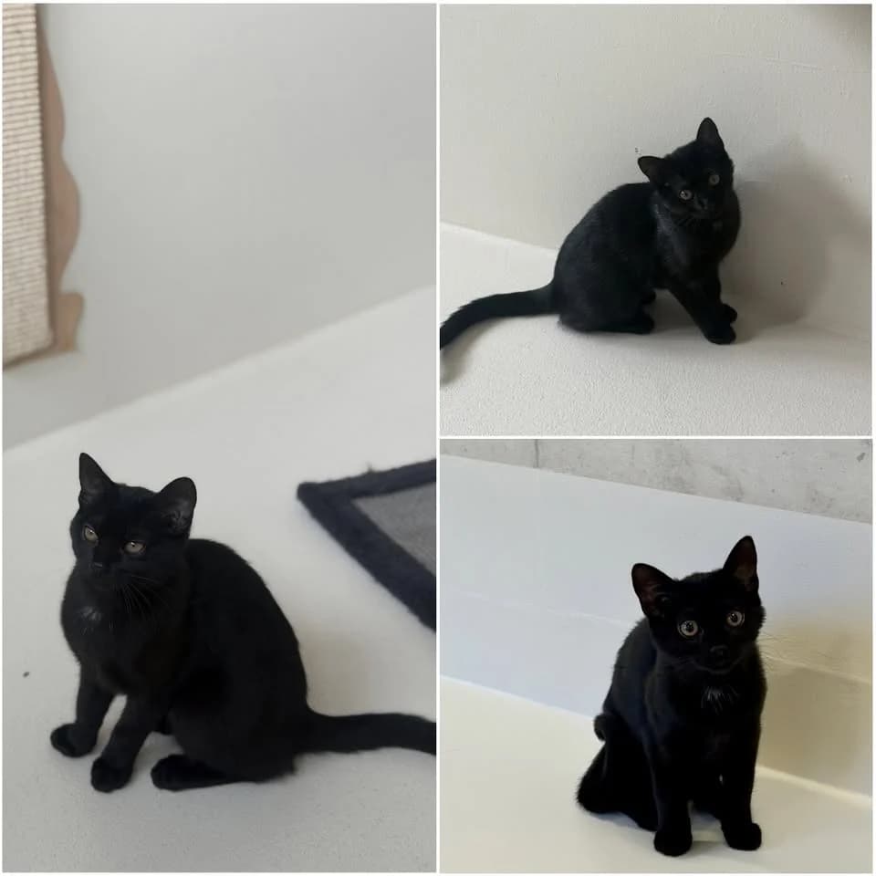 𝐁𝐀𝐆𝐆𝐘, female puppy European Shorthair for adoption at Refuge l