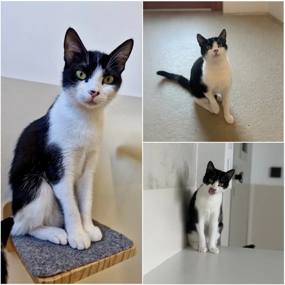 𝐀𝐋𝐈𝐀, female young European Shorthair for adoption at Refuge l