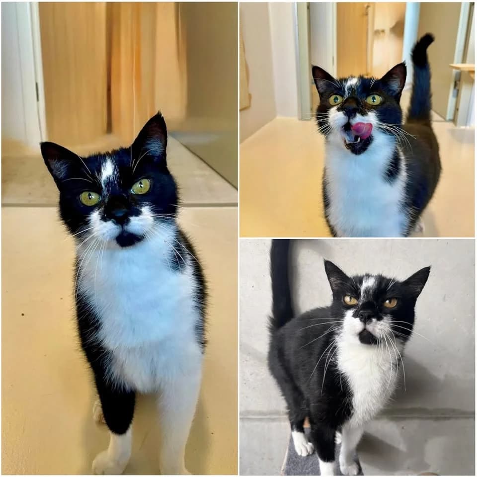 𝐌𝐄𝐋𝐎, male senior European Shorthair for adoption at Refuge l