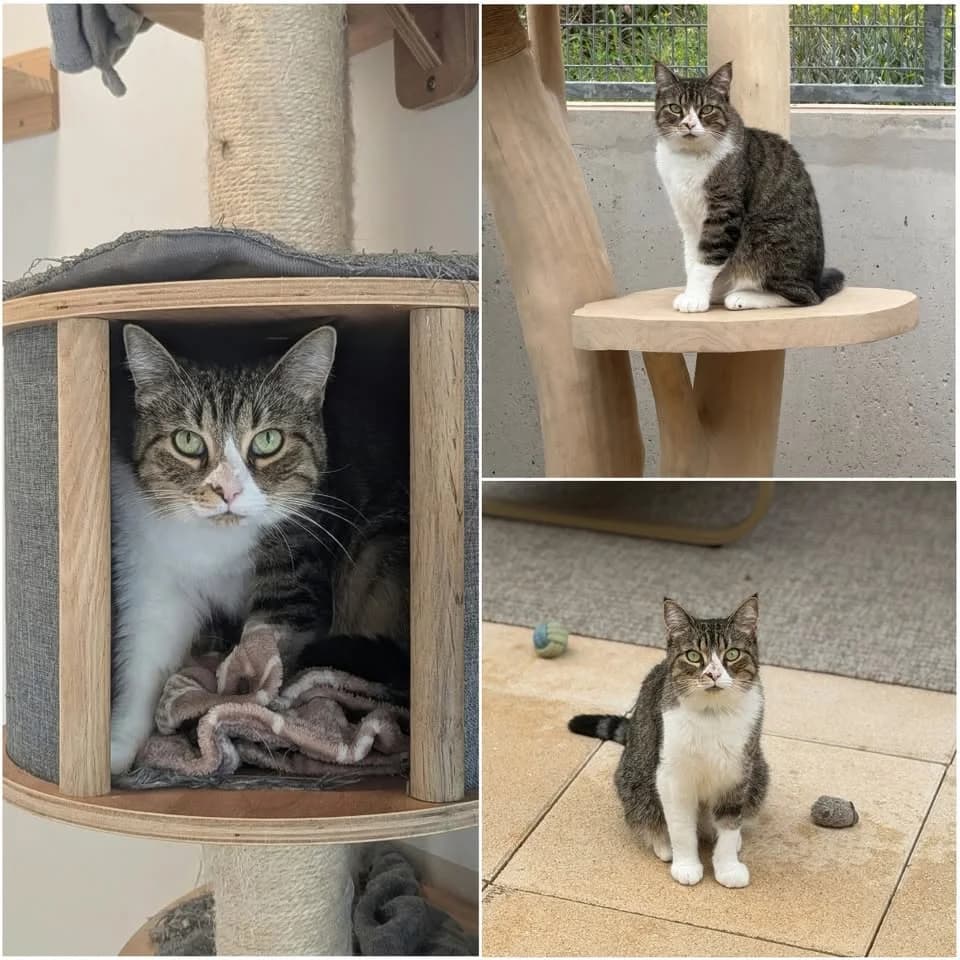 𝐒𝐀𝐏𝐏𝐈𝐀, female 4yo European Shorthair for adoption at Refuge l