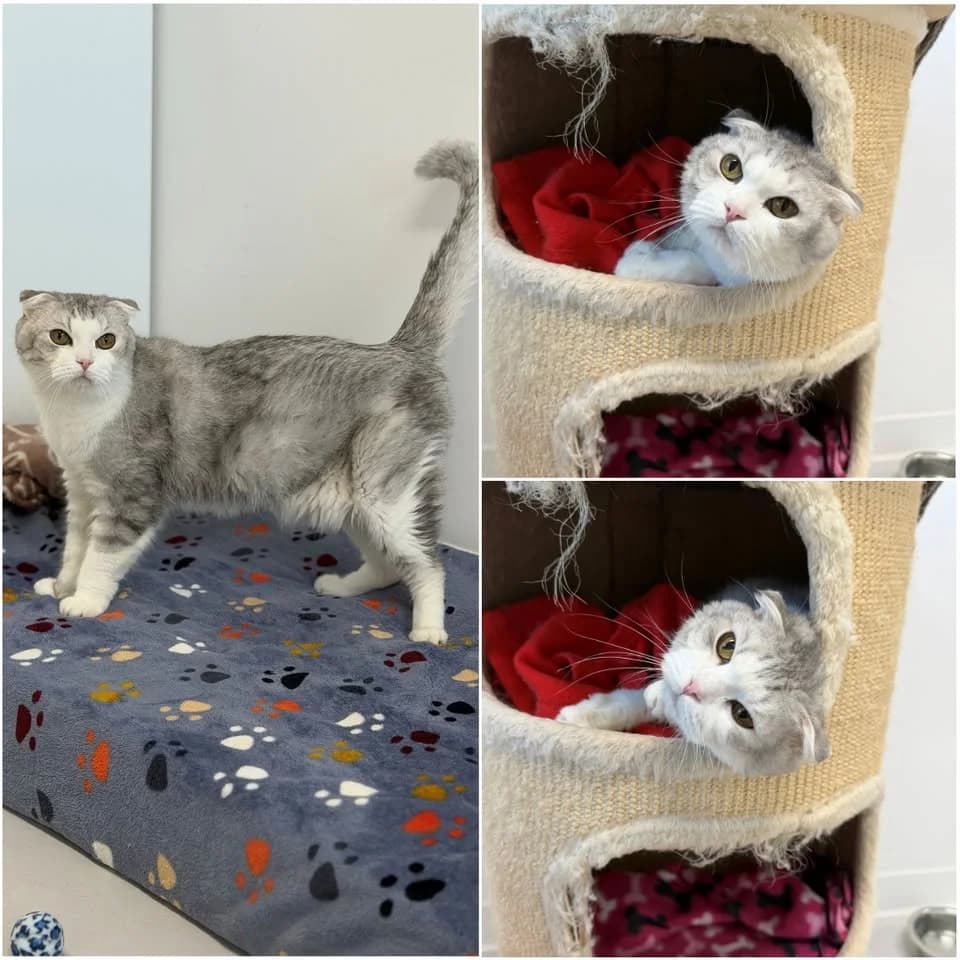 𝐉𝐀𝐂𝐊𝐒𝐎𝐍, male senior Scottish Fold for adoption at Refuge l